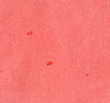 Corail des Tropiques