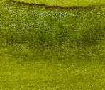 Day 24 Sugar Snap