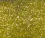 Festival Grove - 3ml