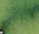 Forest Green - 5ml