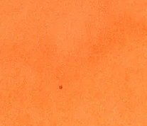 Orange Indien