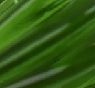 Verdite Green